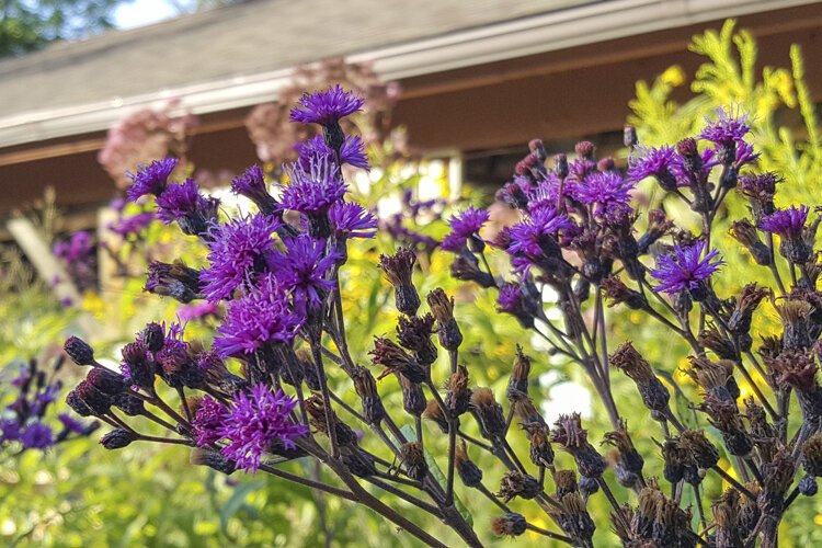 Ironweed at the Nature Center at Shaker Lakes